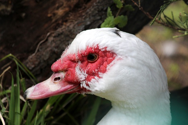 胜的一招 胜的一招